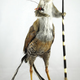Illustration for article titled Brilliant taxidermied mutants from Dimension X